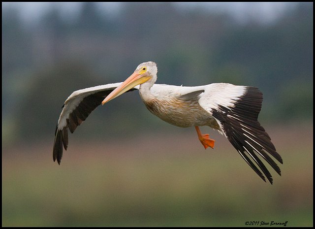 _1SB6495 american white pelican.jpg